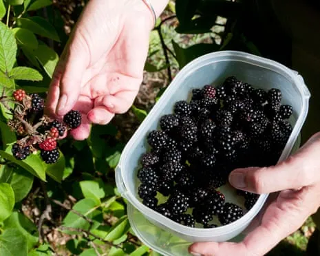 Seeking: Tasty Pastries to Make Use Of a Abundance of Handmade Jam