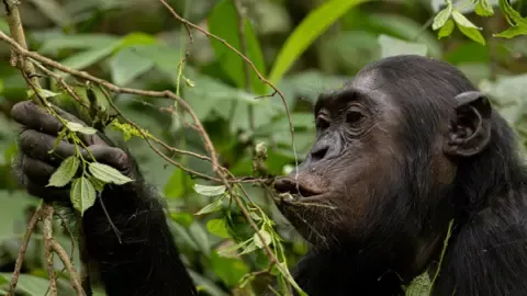 Apes Ingesting an Amount Equal of an Alcoholic Beverage Each Day from Ripe Produce, Investigation Reveals