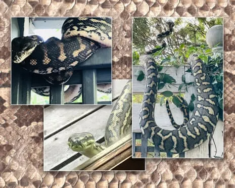 Embracing my Serpents in the Roof: A Transformation from Dread to Fascination
